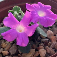 Primula allionii